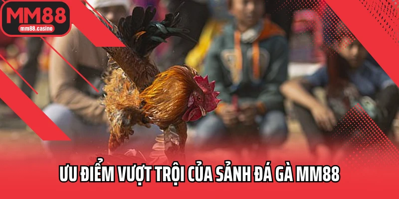 Ưu điểm vượt trội của sảnh đá gà MM88