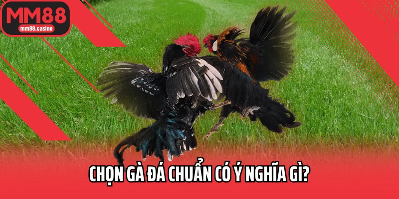 Chọn gà đá chuẩn có ý nghĩa gì?