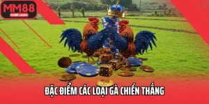 Đặc điểm các loại gà chiến thắng