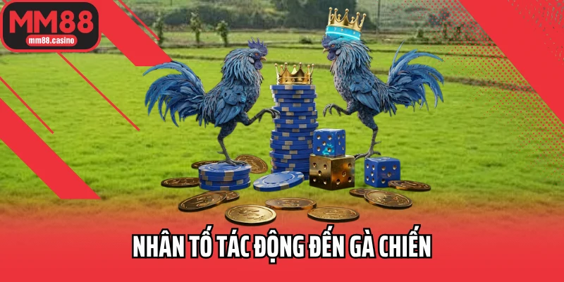 Nhân tố tác động đến gà chiến