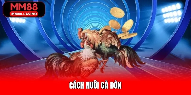 Ảnh đại diện cách nuôi gà đòn