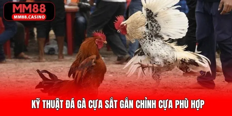 Cách thức gắn và điều chỉnh cựa sắt một cách phù hợp 